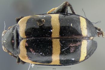 Media type: image; Entomology 18771   Aspect: habitus dorsal view
